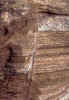 P0001.jpg (22450 bytes)